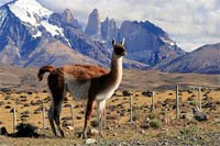Turismo en Calafate y Perito Moreno